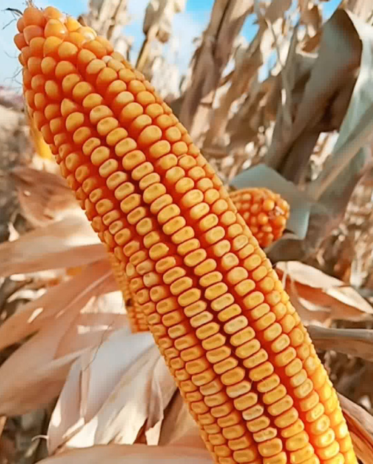 玉米选种时应注意什么